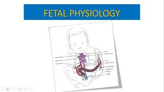 Fetal Physiology  A brief look at the physiological basis of the CTG [upl. by Bessy]