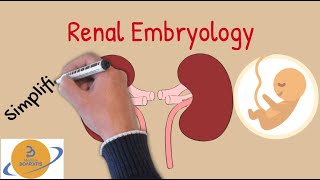 Kidney EmbryologyCongenital Defects part 1 Simplified for USMLE COMLEX amp NCLEX [upl. by Ettevets]