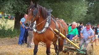 A glimpse of the past reaping grain using manpower horsepower and mechanical power [upl. by Novyad]