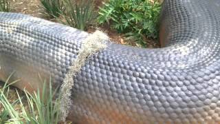 Titanoboa Exhibit Jacksonville FL [upl. by Dyol]