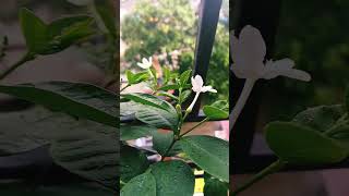 Calophyllum inophyllumviralvideo foryou nature love lovesong lovestatus like flowers [upl. by Nudnarb]