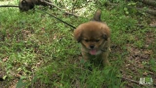 Band of Tibetan Spaniels Face Off With Snake  Too Cute [upl. by Gant]