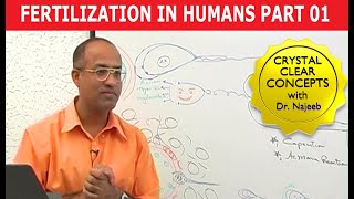 Fertilization in Humans  Conception  Embryology  18 [upl. by Terry448]