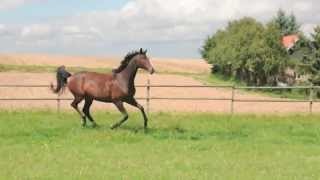 Trakehner Sondershausen Freudenfest Interconti [upl. by Klement]