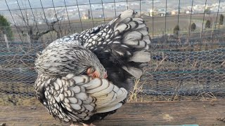 Silver laced Orpington Chicken Silberschwarzgesäumte Orpington [upl. by Enaols]