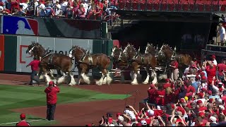 Clydesdales take the field on Opening Day 2023 [upl. by Epifano]