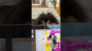 Reality of having a dog 😂 pomeranian dog [upl. by Lledor259]