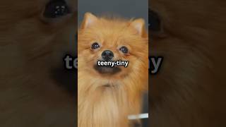 The Irresistible Munchkin The TeenyTiny Affenpinscher Cutest Little Dog CutestDogSmallestDog [upl. by Annaerda]