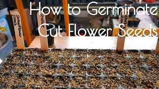 Cut flower germination light vs dark and cold stratification [upl. by Amorita262]