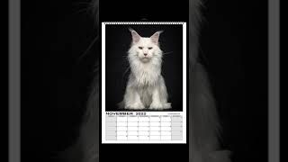 Maine Coon cats calendars for 2022 are available now [upl. by Franek]