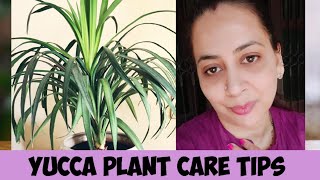 Yucca plantAll about Yucca plant care in detail How to care Yucca plant indoor and outdoor [upl. by Aramenta]