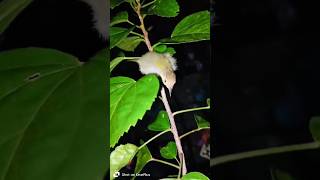 little bird 🐥🐦littlebird birds birdslover shortsfeed youtubeshorts shortvideo nature nature [upl. by Perrin]