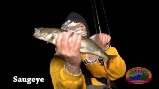 How to tell the differnece between a Sauger and Walleye [upl. by Crissy948]