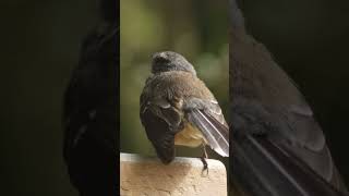 New Zealand Fantail Bird Call birds birdsounds nature [upl. by Nosak]