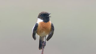 common stonechat Saxicola torquatus singing [upl. by Arney]