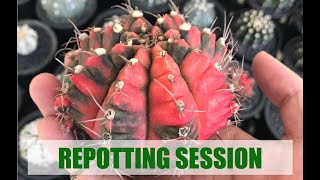 Cactus Repotting  Gymnocalycium mihanovichii quotGloryquot [upl. by Aiht973]