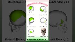 8 Cranium bones Names skull skullcraniumbonesfrontaltemporaloccipitalbones [upl. by Kilroy415]