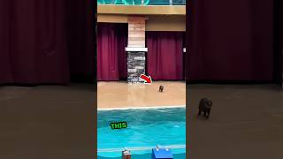 This otter runs and jumps into this pool❤️ shorts [upl. by Tsyhtema]