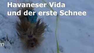 Havaneser Vida und der erste Schnee [upl. by Ellehsat]