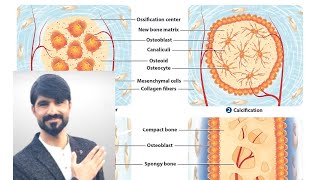 intramembranous ossification  osteogenesis  bone development waheedandkamranlectures1774 [upl. by Ellednahs666]