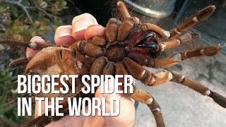 Biggest spider in the world [upl. by Adnamar]