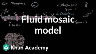 Cell membrane overview and fluid mosaic model  Cells  MCAT  Khan Academy [upl. by Llewop]