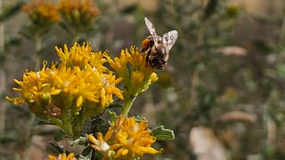 Big Morongo Canyon Preserve autumn fall bee fallcolors nature leaves trees [upl. by Faustena]