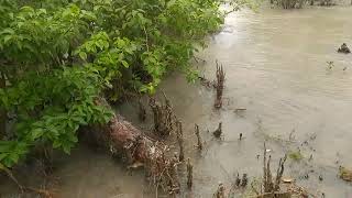 Pneumatophores at Bichitrapur [upl. by Lenssen]