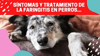 🐶 SÍNTOMAS Y TRATAMIENTO DE LA FARINGITIS EN PERROS [upl. by Githens]