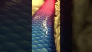 Maui splash mermaid tail video [upl. by Rondi]