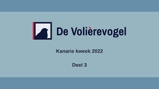 Kanarie kweek 2022 deel 3 [upl. by Artiek212]