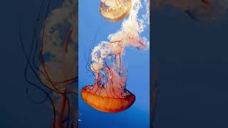 Turritopsis nutricula or Jelly fish [upl. by Akemahs]