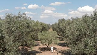 Xylella Fastidiosa  The Apocalypse of Salento [upl. by Attesoj]