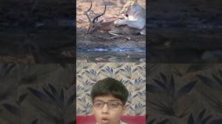 Lion Hunt Impala 😱viral reaction lion impala shorts [upl. by Anyahs]