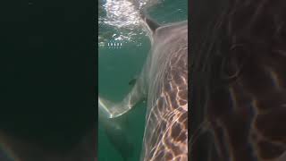 Great White Shark Races Into The Camera [upl. by Aryhs]