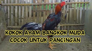 Kokok ayam Bangkok muda cocok untuk didengarpancingan  serak amp merdu [upl. by Hammad602]