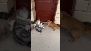 Everyone was shock 😱 Cat Fighting🤯😳 tiktok cat shortsvideo cartoon shorts kitten cute love [upl. by Eignat571]