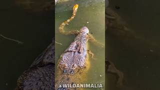 Crocodile vs Python The Ultimate Battle in the Wild [upl. by Adnilreh437]