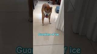 Guardian of ice guarddog guardian dog happydog happydoggos mydog cuteanimals cuddalore pets [upl. by Blasien]