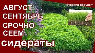 СИДЕРАТЫ  ОСЕНЬЮ СРОЧНО СЕЕМ ГОРЧИЦУ ОВЕС РОЖЬДЛЯ ПЛОДОРОДИЯ ЗЕМЛИ [upl. by Pierrette]