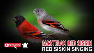 Red Siskin Singing TrainingMasteran Red Siskin [upl. by Aitnic747]