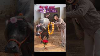 भैस🐃को आया शादी का रिस्ता💕 comedy buffalo [upl. by Aratahc]