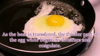 Protein Denaturation Coagulation Egg Cookery p1 [upl. by Aniret]