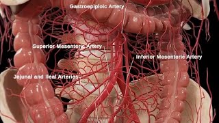 Anatomy and Physiology of Large Intestine Animation [upl. by Benjy931]