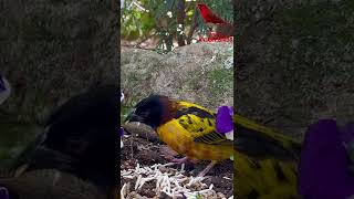 Village Weaver  Finch Aviary [upl. by Eshelman675]