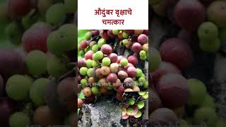 औदुंबर वृक्षाचे चमत्कार  SG5  audumbartreebenefits dattaguru audumbartreepuja lokmatbhakti [upl. by Apurk]