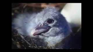 Shoebill Chick Growth Simulation [upl. by Laurin]