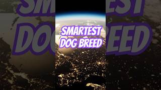 Who is the Smartest Dog Breed [upl. by Liebman]