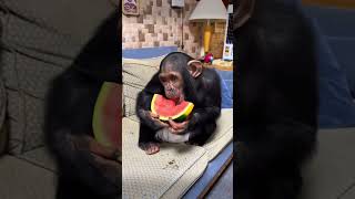 Emotional chimpanzee shortvideo animals healing shorts pets [upl. by Idalina916]