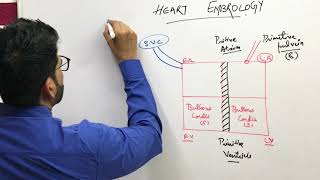 USMLE Step 1 preparations  Embryology  Cardiovascular [upl. by Vonni993]